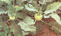At least as important as the skills to notice real plant damage is the eye for noticing what can be ignored. These kohlrabi with flea beetle holes, through unsightly, are not in any danger.